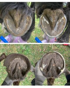 Cécile 
Raphaëlle est très professionnel, très douce avec les chevaux et essaye toujours de s’adapter et de nous trouver un créneau rapidement
Elle s occupe de mes chevaux depuis un moment et je ne changerai pas
Je la recommande